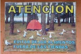 Las gaviotas son todo un espectáculo pero pueden dar algún problema